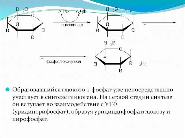 Образовавшийся глюкозо-1-фосфат уже непосредственно участвует в синтезе гликогена. На первой