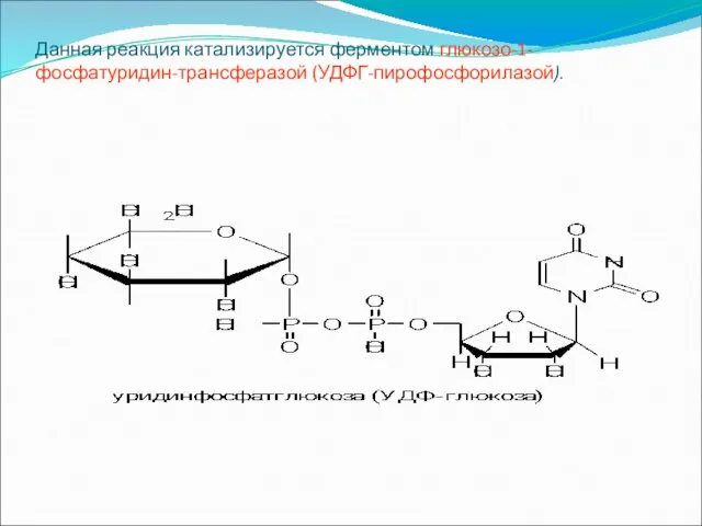 Данная реакция катализируется ферментом глюкозо-1-фосфатуридин-трансферазой (УДФГ-пирофосфорилазой).