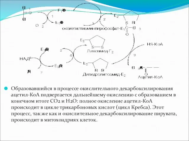 Образовавшийся в процессе окислительного декарбоксилирования ацетил-КоА подвергается дальнейшему окислению с