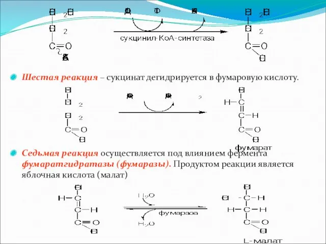 Шестая реакция – сукцинат дегидрируется в фумаровую кислоту. Седьмая реакция