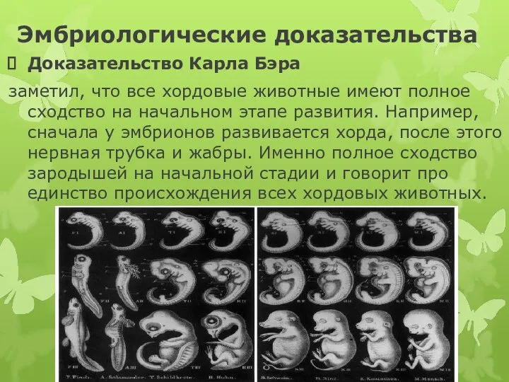 Эмбриологические доказательства Доказательство Карла Бэра заметил, что все хордовые животные имеют полное сходство