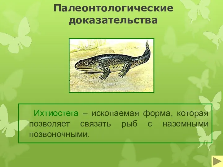 Палеонтологические доказательства Ихтиостега – ископаемая форма, которая позволяет связать рыб с наземными позвоночными.