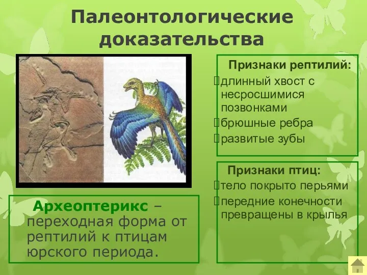 Палеонтологические доказательства Археоптерикс – переходная форма от рептилий к птицам юрского периода. Признаки