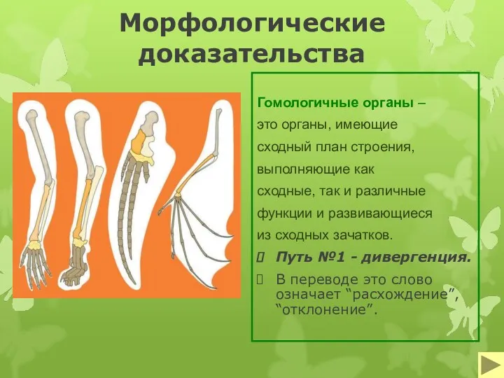 Морфологические доказательства Гомологичные органы – это органы, имеющие сходный план строения, выполняющие как