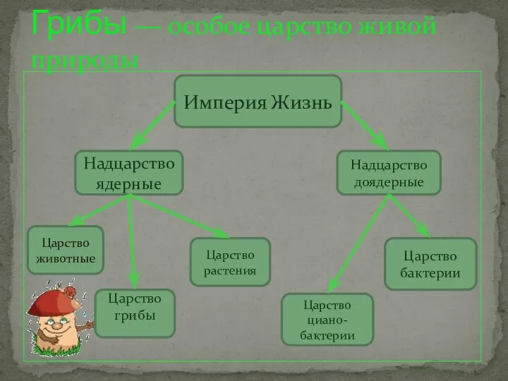 Грибы ― особое царство живой природы Империя Жизнь Надцарство доядерные Надцарство ядерные Царство