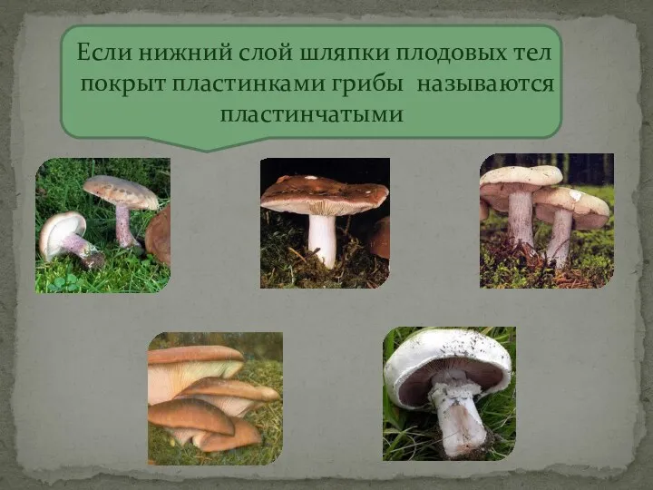Если нижний слой шляпки плодовых тел покрыт пластинками грибы называются пластинчатыми
