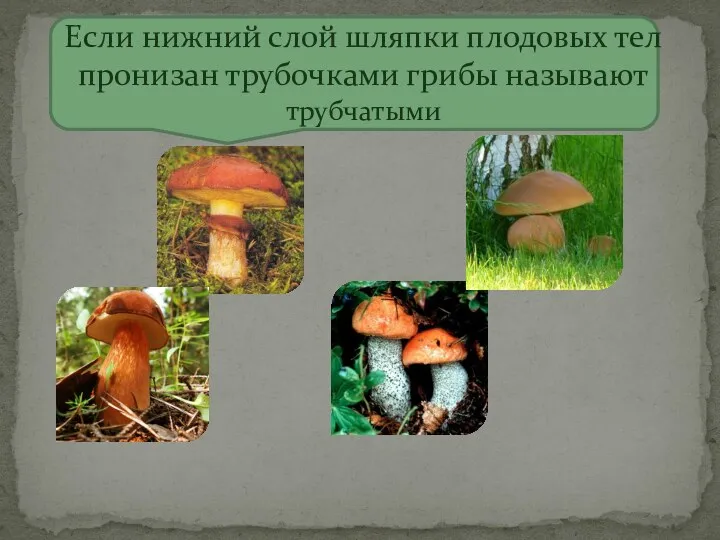 Если нижний слой шляпки плодовых тел пронизан трубочками грибы называют трубчатыми