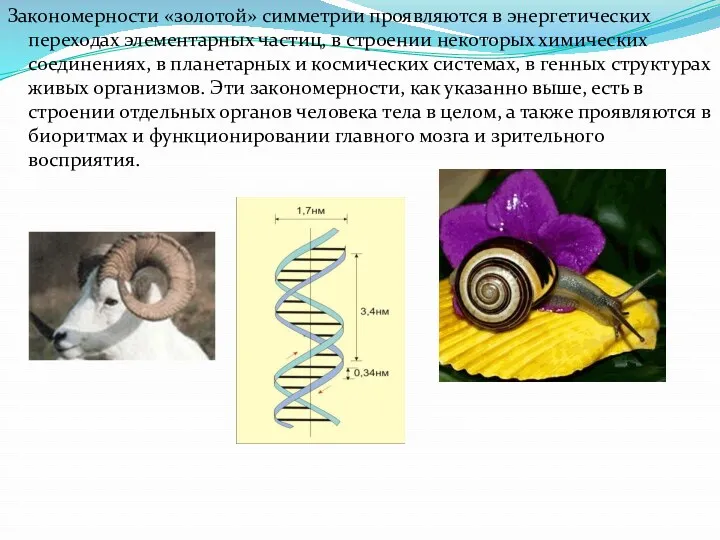 Закономерности «золотой» симметрии проявляются в энергетических переходах элементарных частиц, в