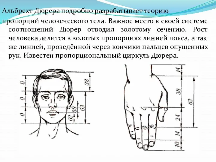 Альбрехт Дюрера подробно разрабатывает теорию пропорций человеческого тела. Важное место