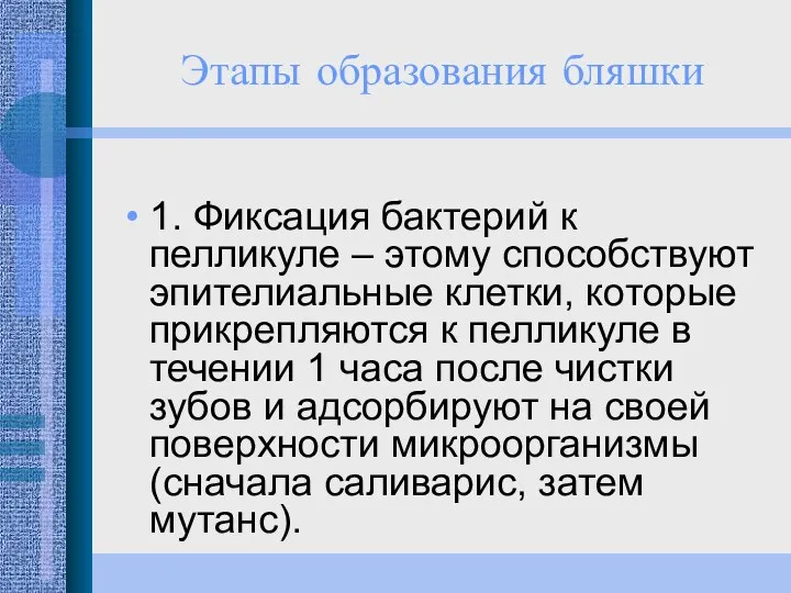 Этапы образования бляшки 1. Фиксация бактерий к пелликуле – этому