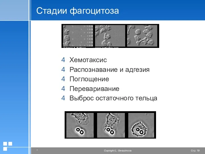 Стадии фагоцитоза Хемотаксис Распознавание и адгезия Поглощение Переваривание Выброс остаточного тельца