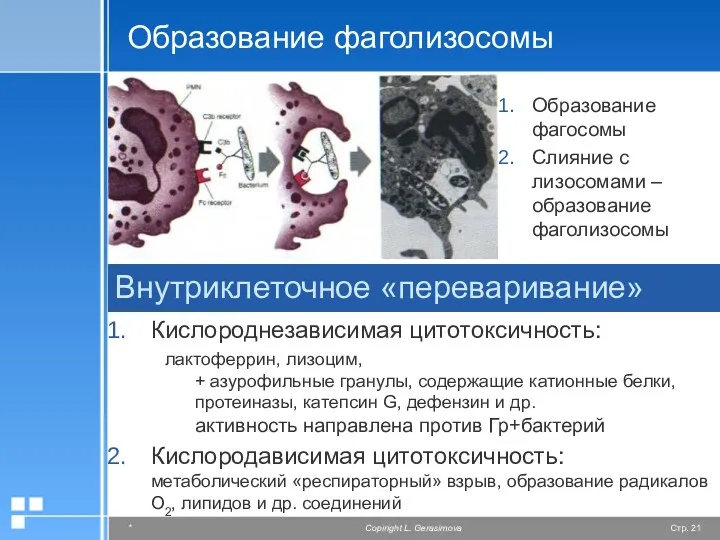 Образование фаголизосомы Образование фагосомы Слияние с лизосомами – образование фаголизосомы