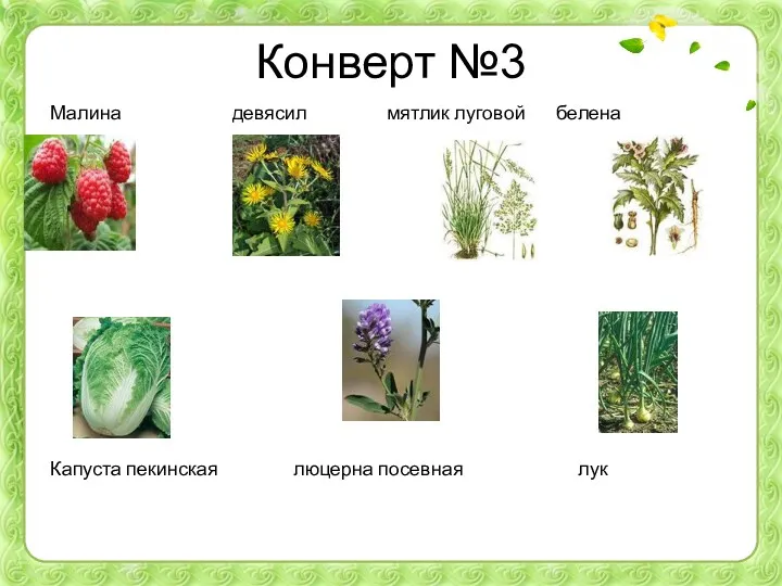 Конверт №3 Малина девясил мятлик луговой белена Капуста пекинская люцерна посевная лук