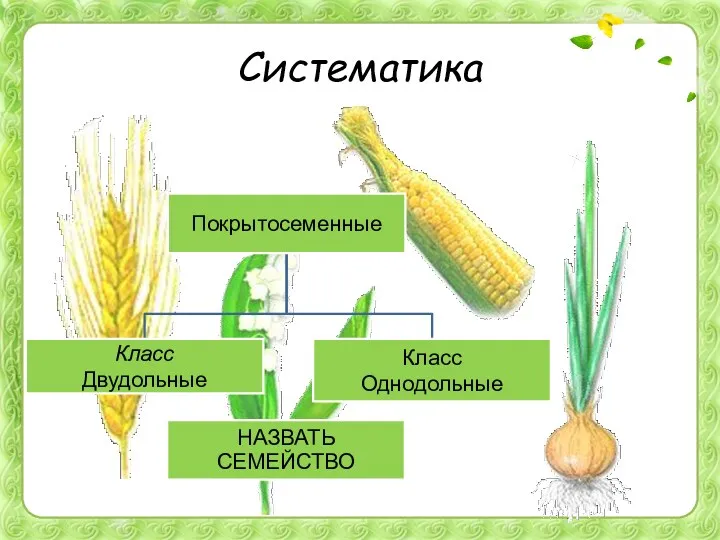 Систематика