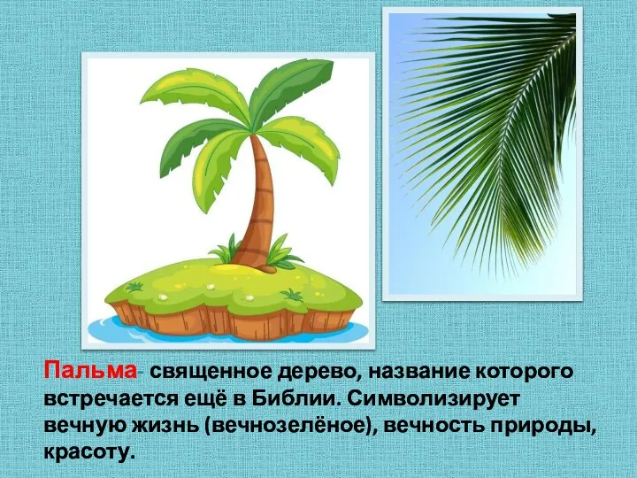 Пальма- священное дерево, название которого встречается ещё в Библии. Символизирует вечную жизнь (вечнозелёное), вечность природы, красоту.