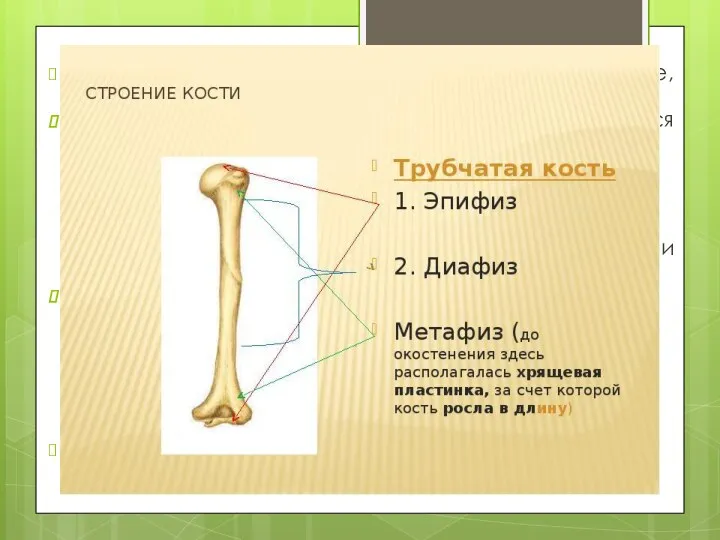 По локализации переломы делятся на диафизарные, метафизарные и эпифизарные. Эпифизарные