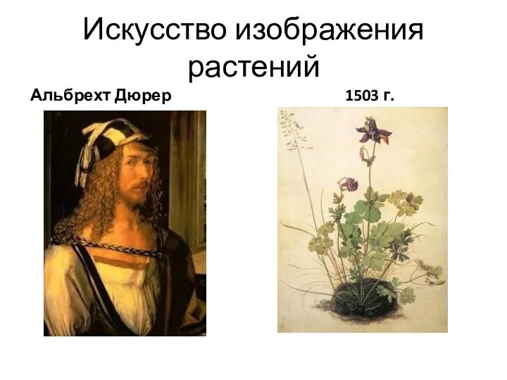 Искусство изображения растений Альбрехт Дюрер 1503 г.