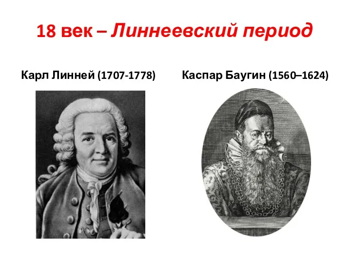 18 век – Линнеевский период Карл Линней (1707-1778) Каспар Баугин (1560–1624)