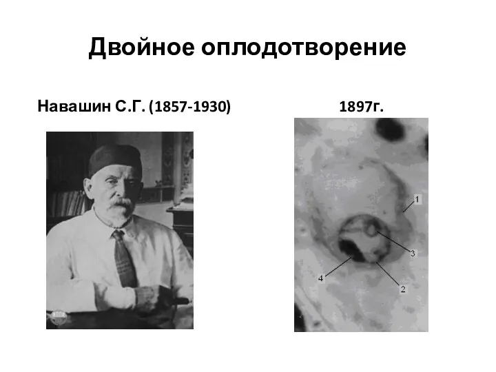 Двойное оплодотворение Навашин С.Г. (1857-1930) 1897г.