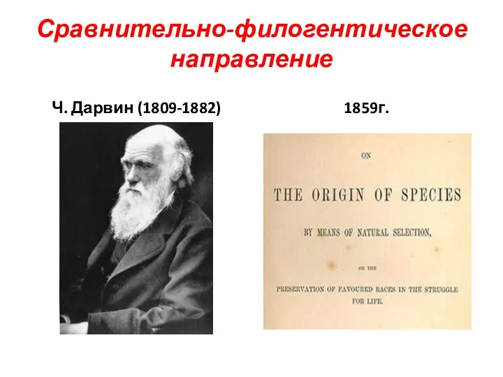 Сравнительно-филогентическое направление Ч. Дарвин (1809-1882) 1859г.
