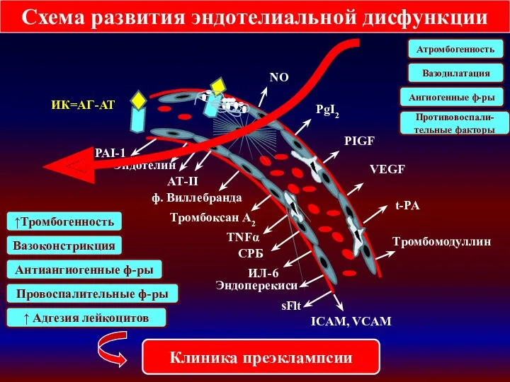 ИК=АГ-АТ Схема развития эндотелиальной дисфункции NO PgI2 t-PA Тромбомодуллин PIGF