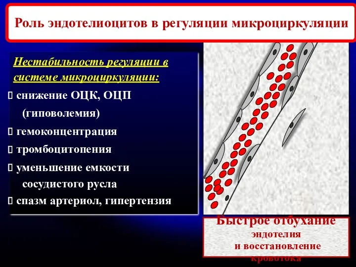 Нестабильность регуляции в системе микроциркуляции: снижение ОЦК, ОЦП (гиповолемия) гемоконцентрация