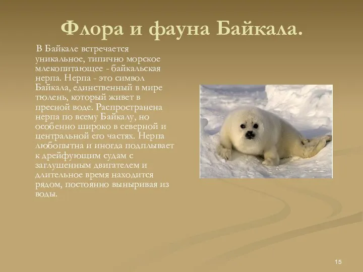 Флора и фауна Байкала. В Байкале встречается уникальное, типично морское