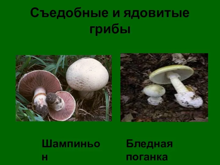 Съедобные и ядовитые грибы Шампиньон Бледная поганка