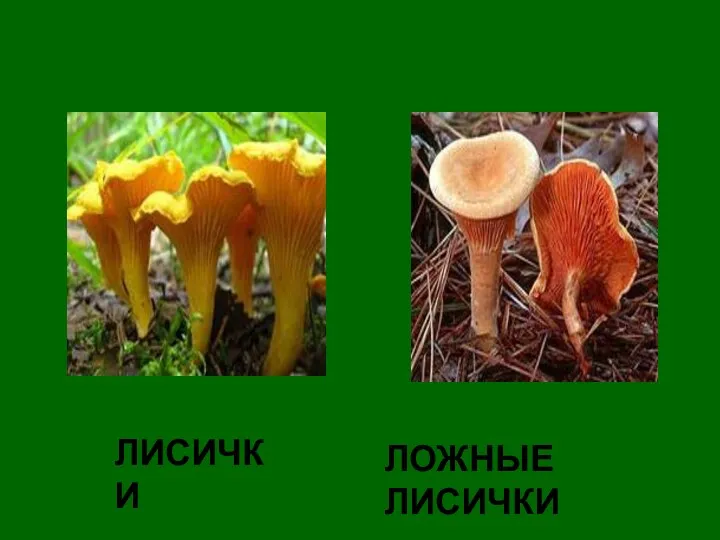 ЛИСИЧКИ ЛОЖНЫЕ ЛИСИЧКИ