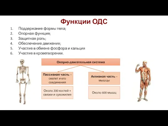 Функции ОДС Поддержание формы тела; Опорная функция; Защитная роль; Обеспечение движения; Участие в