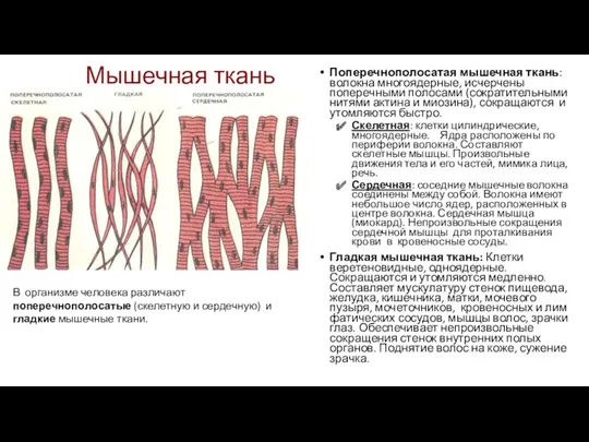 Мышечная ткань Поперечнополосатая мышечная ткань: волокна многоядерные, исчерчены попереч­ными полосами