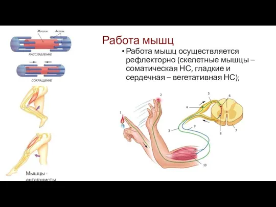 Работа мышц Работа мышц осуществляется рефлекторно (скелетные мышцы – соматическая НС, гладкие и