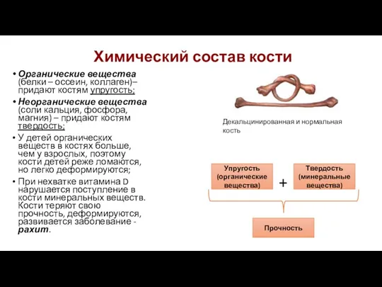 Химический состав кости Органические вещества (белки – оссеин, коллаген)– придают костям упругость; Неорганические