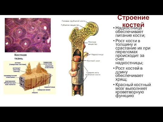 Строение костей Надкостница обеспечивает питание кости; Рост кости в толщину и срастание их