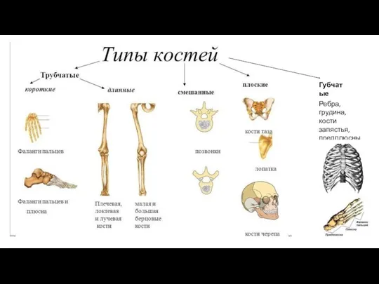 Губчатые Ребра, грудина, кости запястья, предплюсны