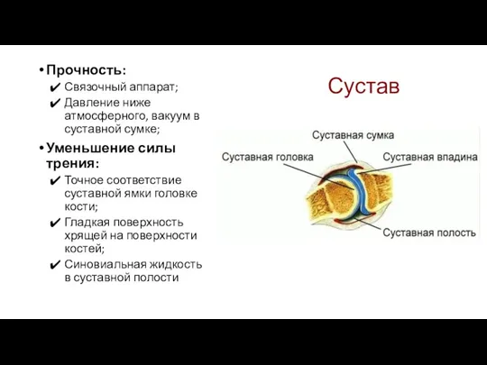 Сустав Прочность: Связочный аппарат; Давление ниже атмосферного, вакуум в суставной