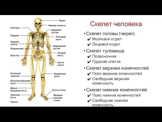 Скелет человека Скелет головы (череп) Мозговой отдел Лицевой отдел Скелет туловища Позвоночник Грудная