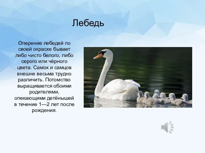 Лебедь Оперение лебедей по своей окраске бывает либо чисто белого, либо серого или