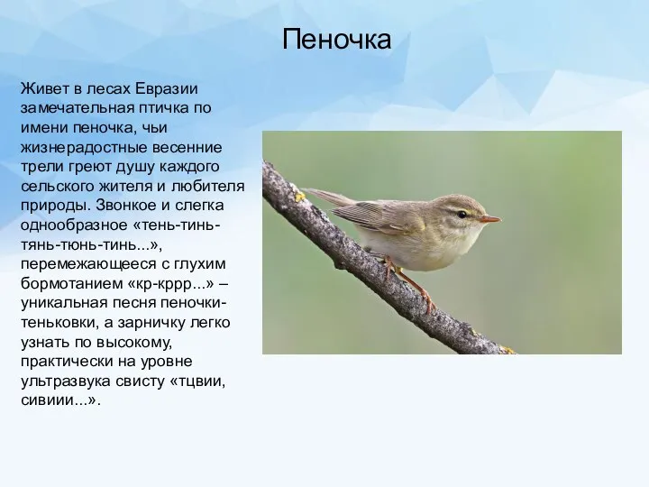 Живет в лесах Евразии замечательная птичка по имени пеночка, чьи жизнерадостные весенние трели