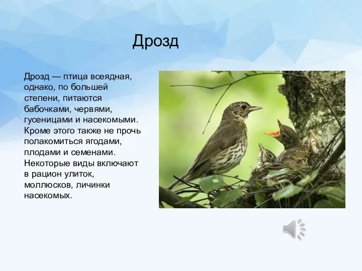 Дрозд Дрозд — птица всеядная, однако, по большей степени, питаются бабочками, червями, гусеницами