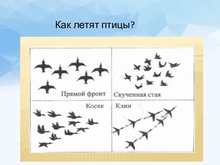 Как летят птицы?