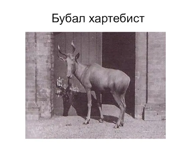 Бубал хартебист