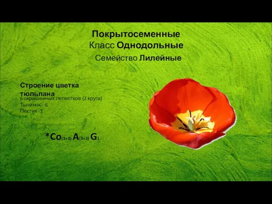 Покрытосеменные Класс Однодольные Семейство Лилейные Строение цветка тюльпана 6 окрашенных