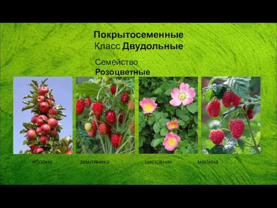 Покрытосеменные Класс Двудольные Семейство Розоцветные яблоня земляника шиповник малина