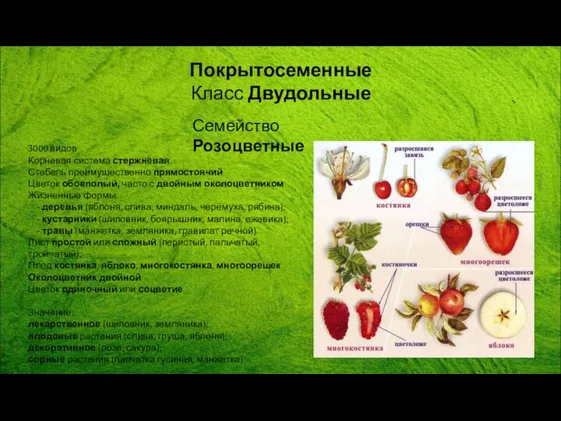 Покрытосеменные Класс Двудольные Семейство Розоцветные 3000 видов Корневая система стержневая