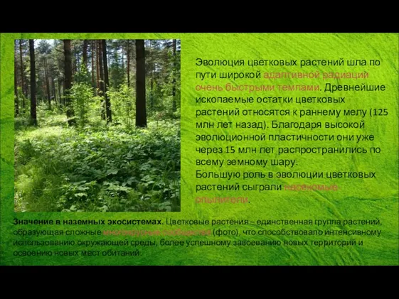 Значение в наземных экосистемах. Цветковые растения – единственная группа растений,