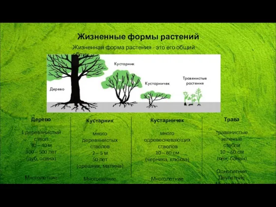 Жизненные формы растений Жизненная форма растения - это его общий