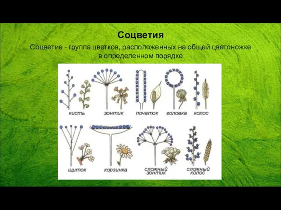 Соцветия Соцветие - группа цветков, расположенных на общей цветоножке в определенном порядке