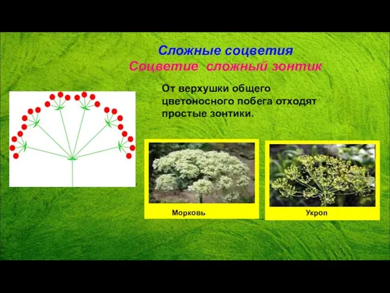 Сложные соцветия Соцветие сложный зонтик От верхушки общего цветоносного побега отходят простые зонтики. Морковь Укроп