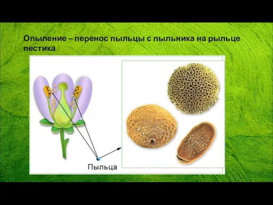 Опыление – перенос пыльцы с пыльника на рыльце пестика